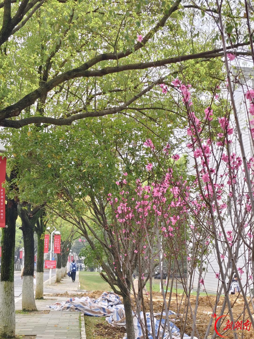 医学生·开学季|我的学医“新起点”(118)看清差距之后,我选择继续走