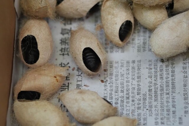 刷屏的“毛毛虫”是个什么虫?为何今年格外多?