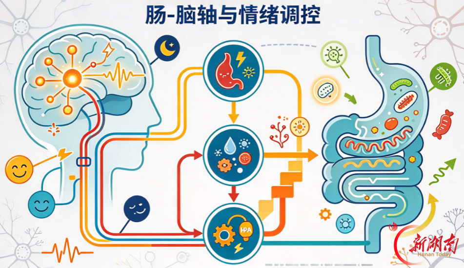 焦虑失眠别只怪性格!研究发现:肠道菌群或成“情绪开关”,科学饮食、规律作息有助稳住心情
