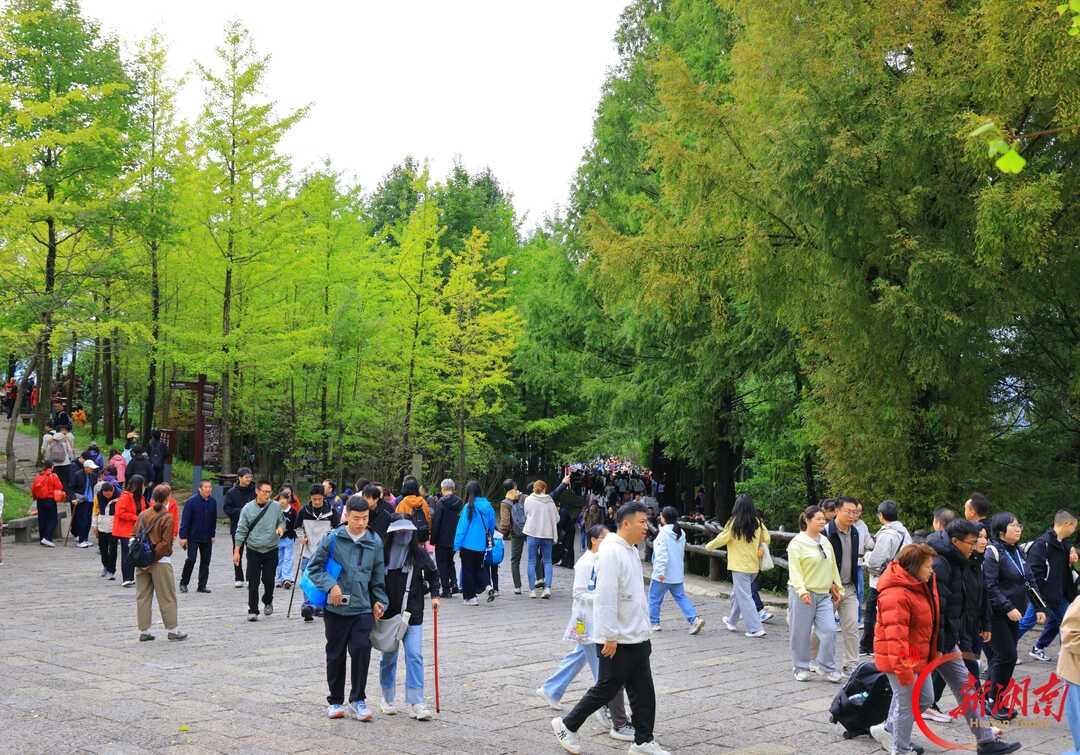 “十一”乐游张家界丨张家界国家森林公园：登山赏景享假期