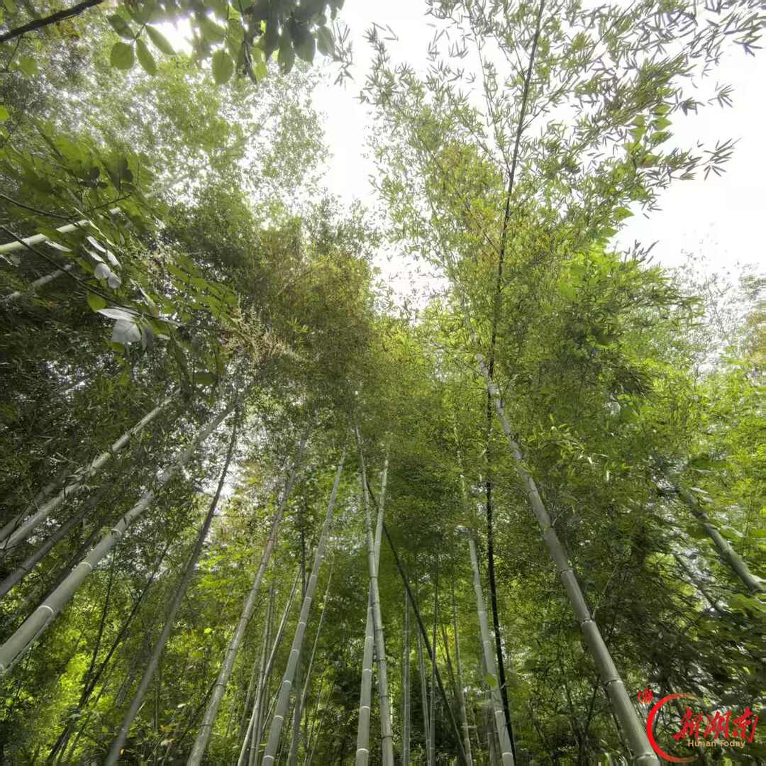 散文 | 丹霞不语