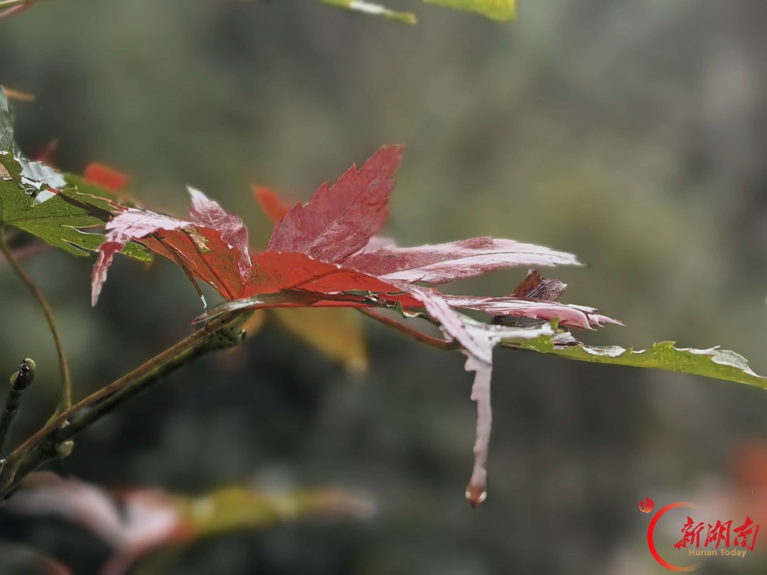 散文|雨中登中坡,红叶映亲情