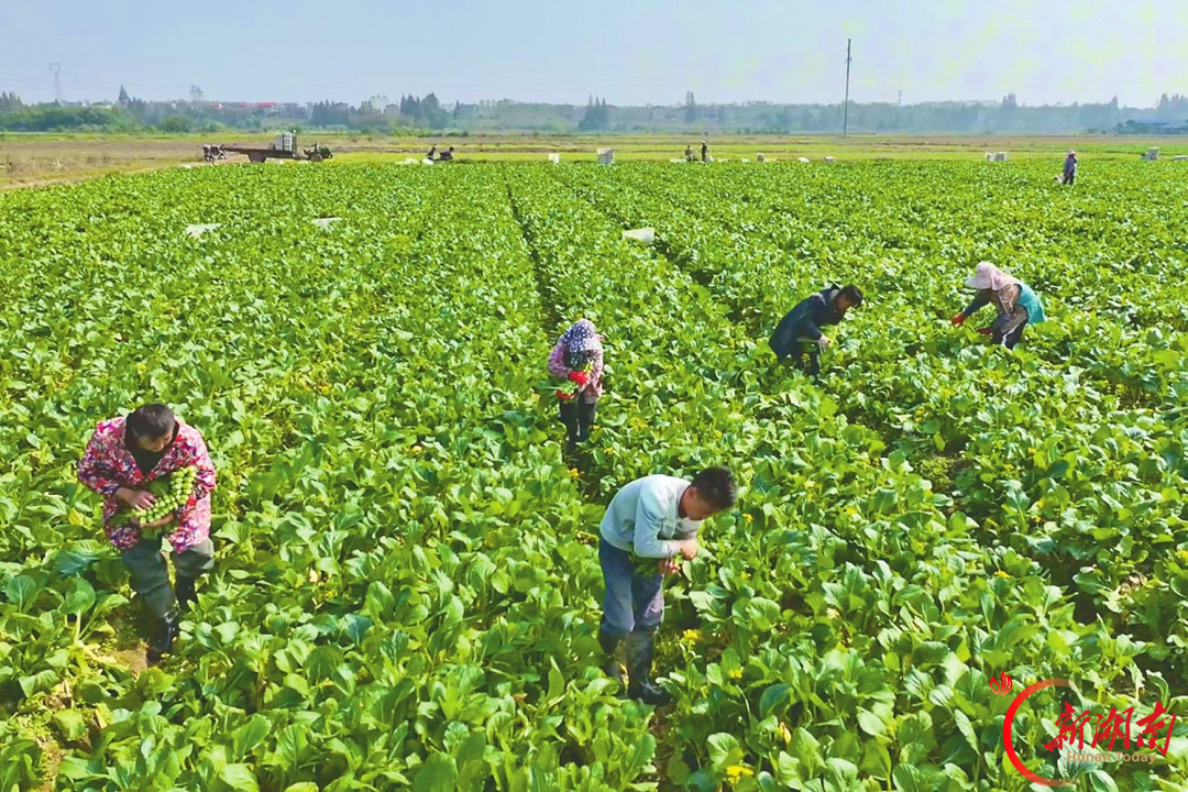 田畴筑梦 实干为民——记第八届湖南省“人民满意的公务员”宁宇
