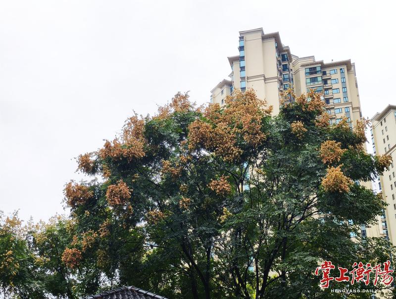衡阳未来一周晴间多云，秋高气爽