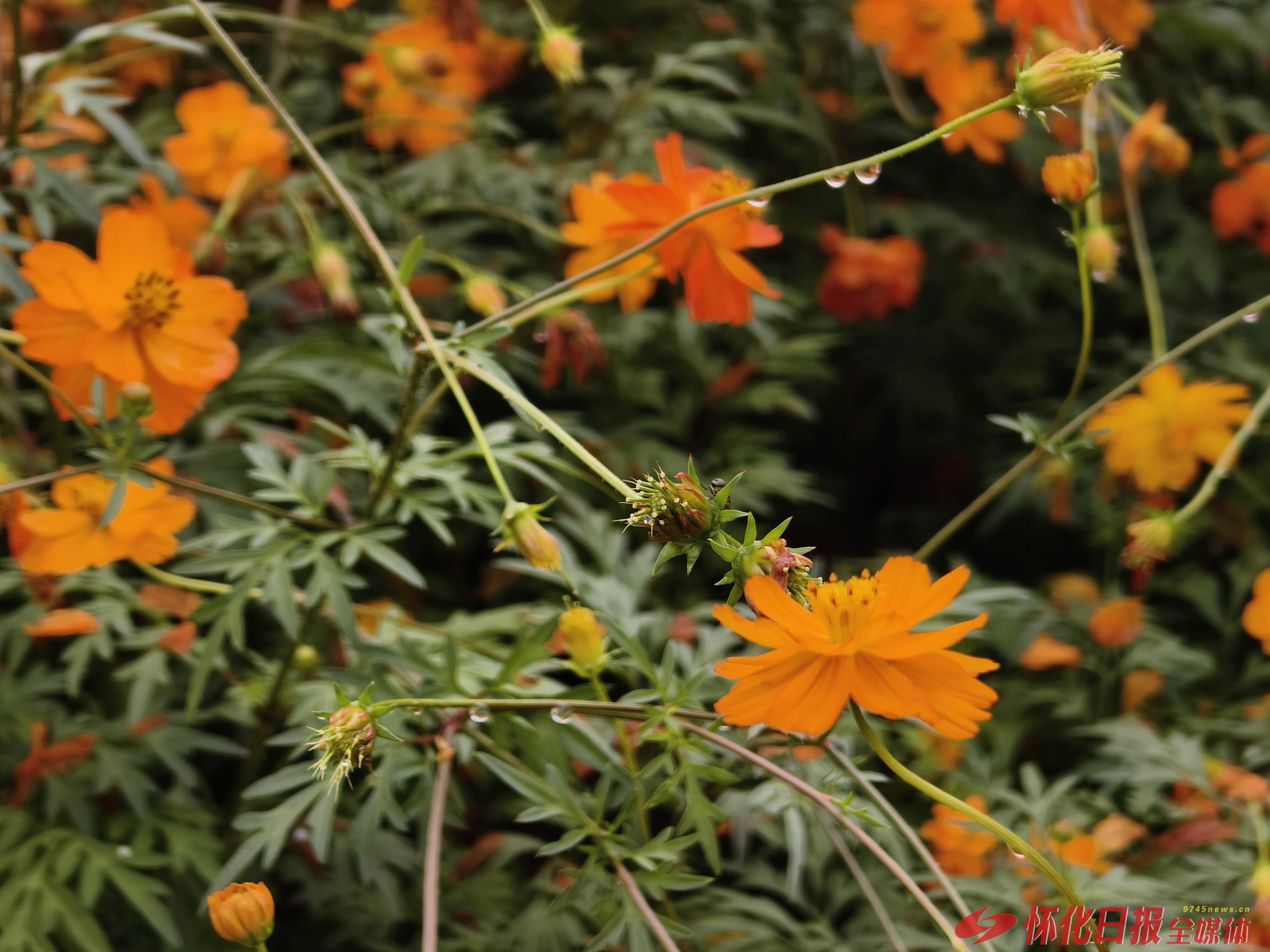 图集 |秋日晴景好 花海醉游人