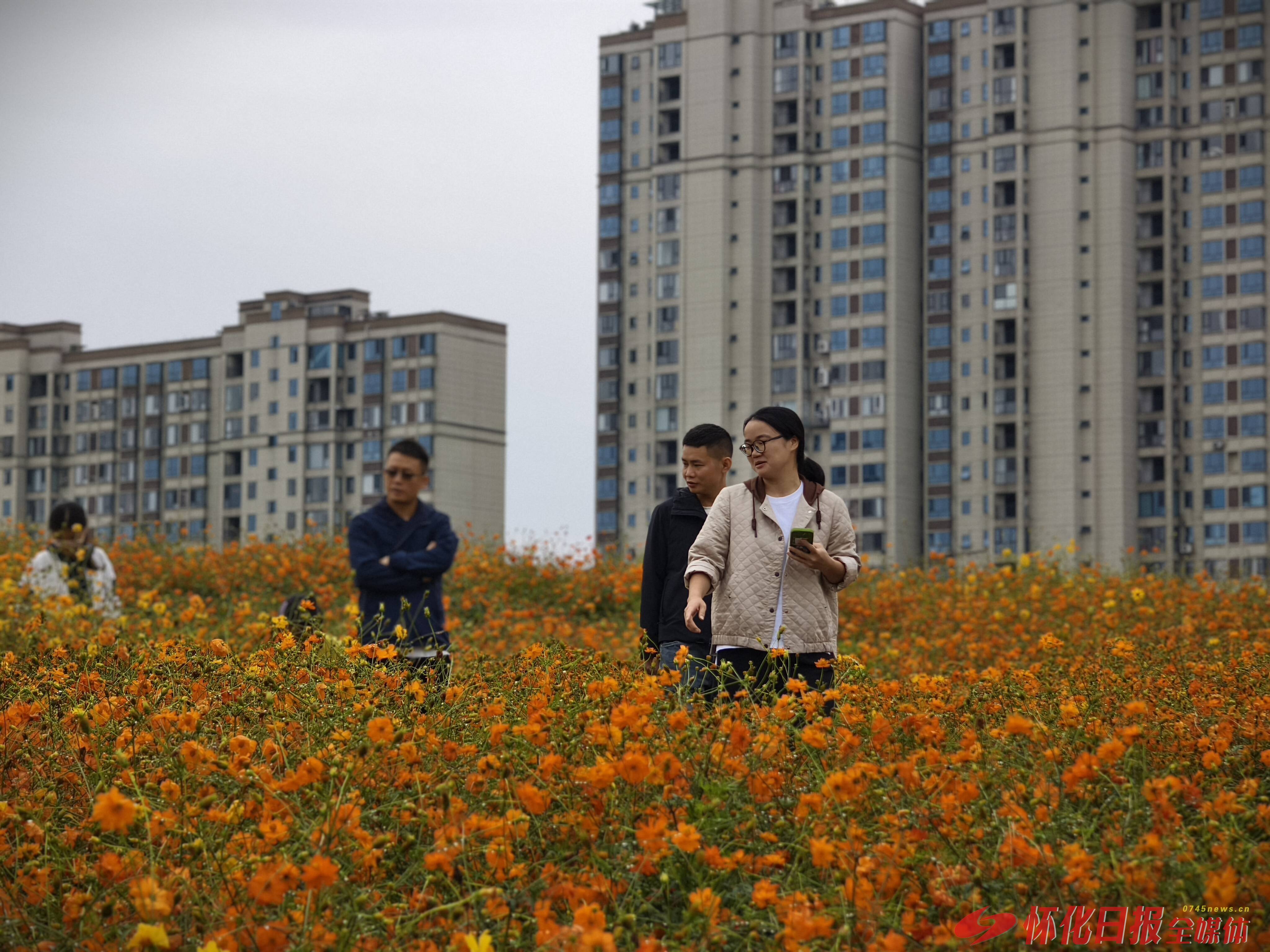 图集 |秋日晴景好 花海醉游人