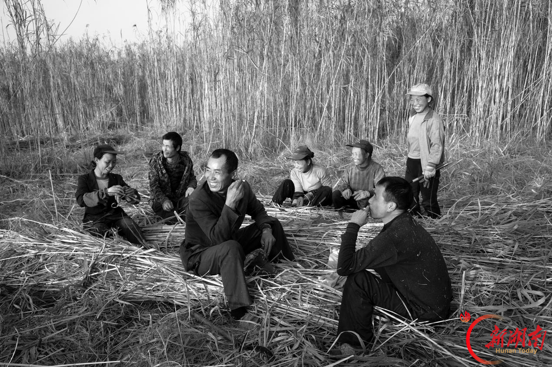 看·见｜洞庭砍苇人：芦苇荡里的“候鸟”，用一身泥泞换一家温饱
