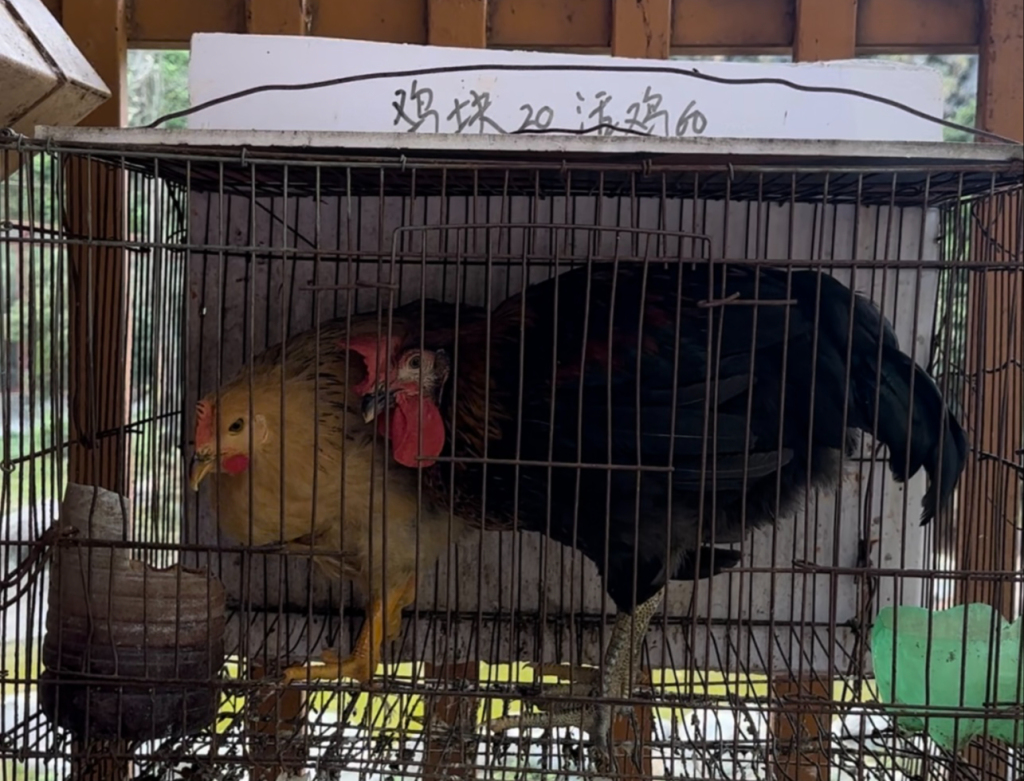 动物园活体投喂引争议:60元卖活鸡让猛兽撕咬,有未成年人围观