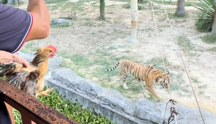 动物园活体投喂引争议:60元卖活鸡让猛兽撕咬,有未成年人围观