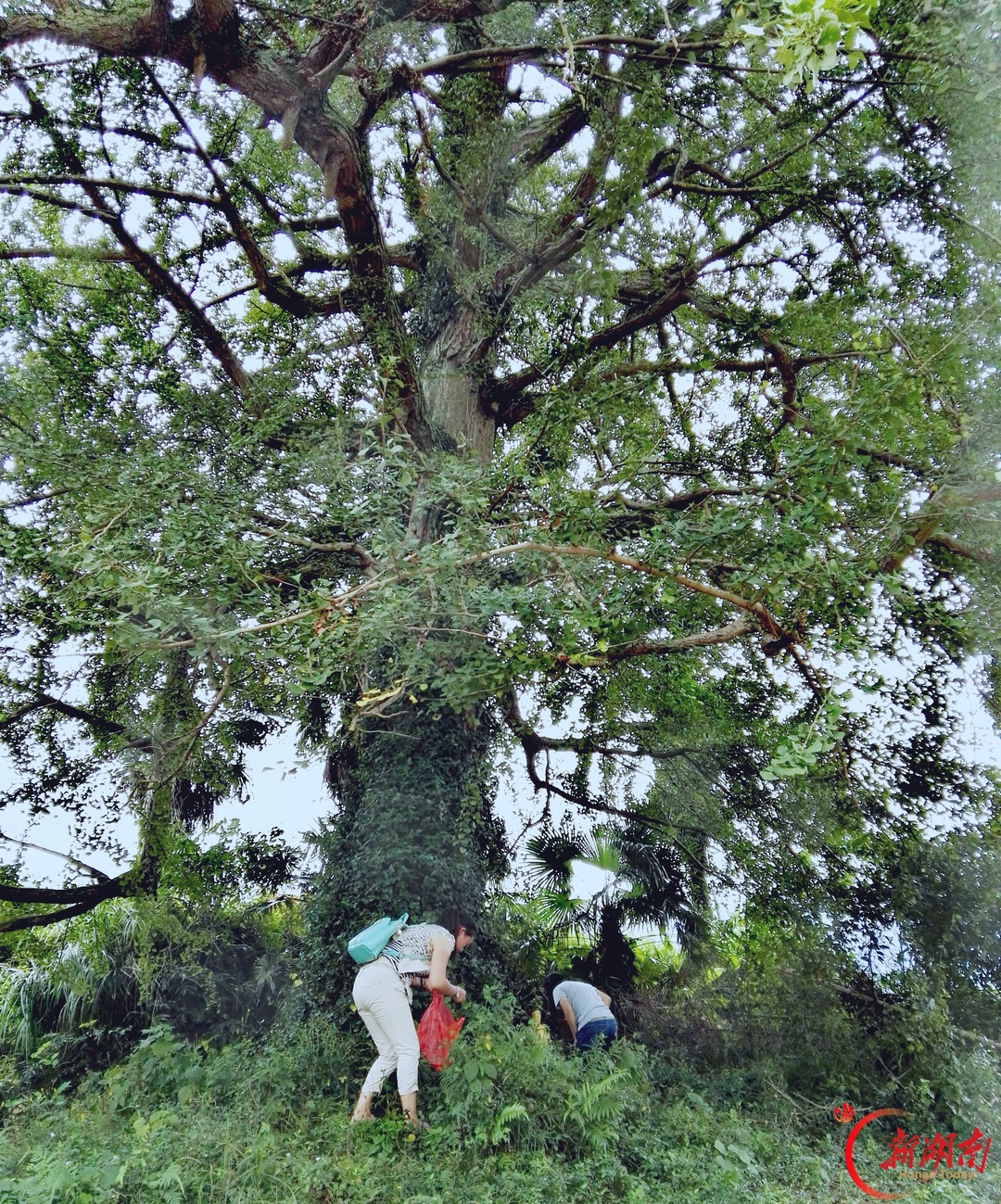 银杏深处是吾乡