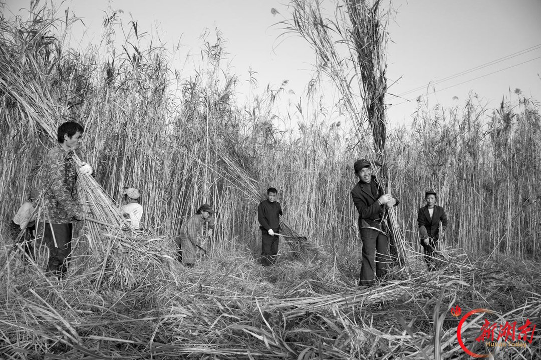 看·见｜洞庭砍苇人：芦苇荡里的“候鸟”，用一身泥泞换一家温饱