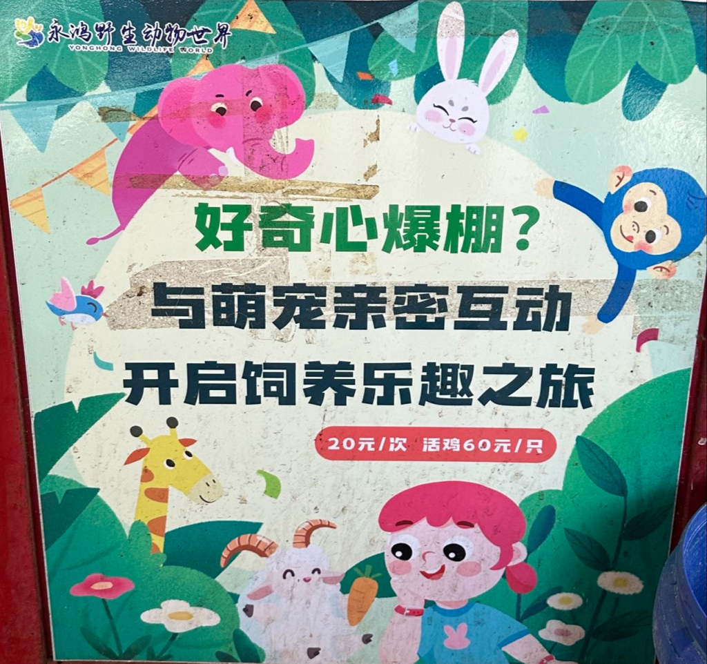 动物园活体投喂引争议:60元卖活鸡让猛兽撕咬,有未成年人围观