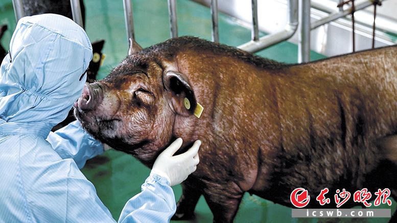 一头“医用猪”串起一条未来产业链