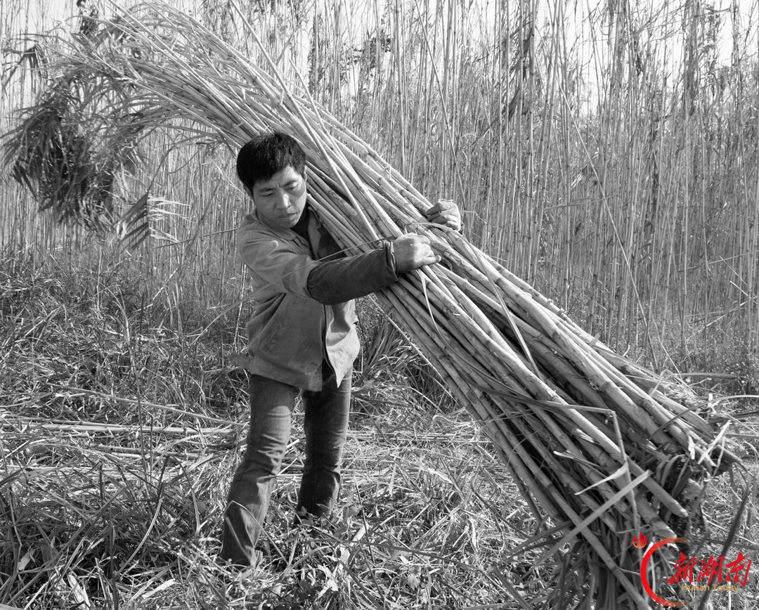 看·见｜洞庭砍苇人：芦苇荡里的“候鸟”，用一身泥泞换一家温饱