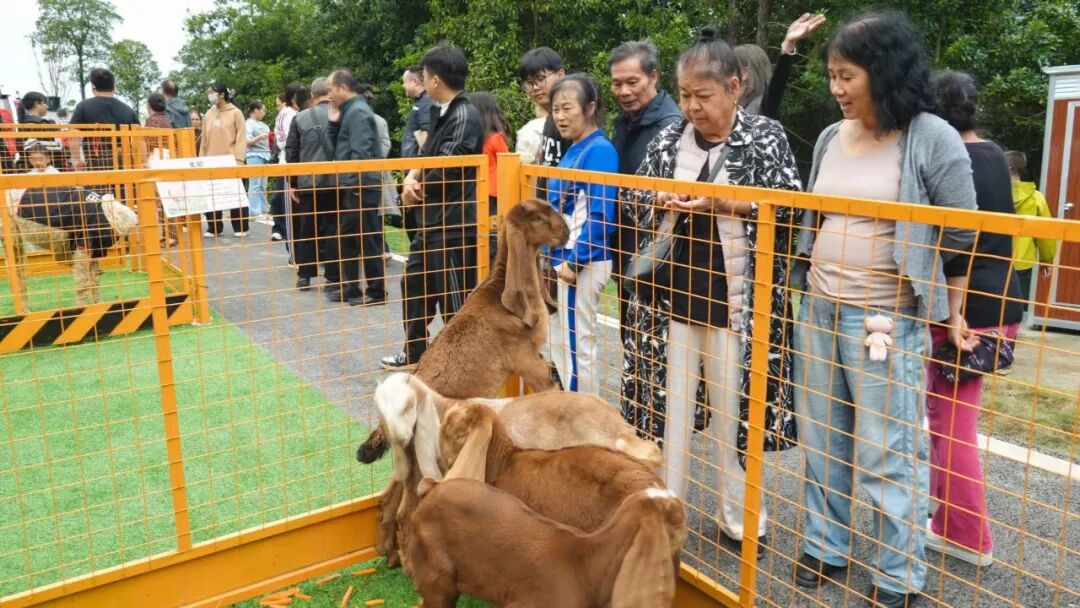 国庆七天 乐在五溪|花海映国庆 萌宠趣山林!嵩云山国庆文旅热度持续攀升