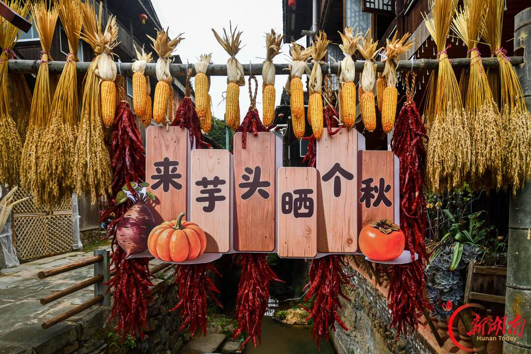 国庆七天 乐在五溪|通道芋头古侗寨晒秋大片上线