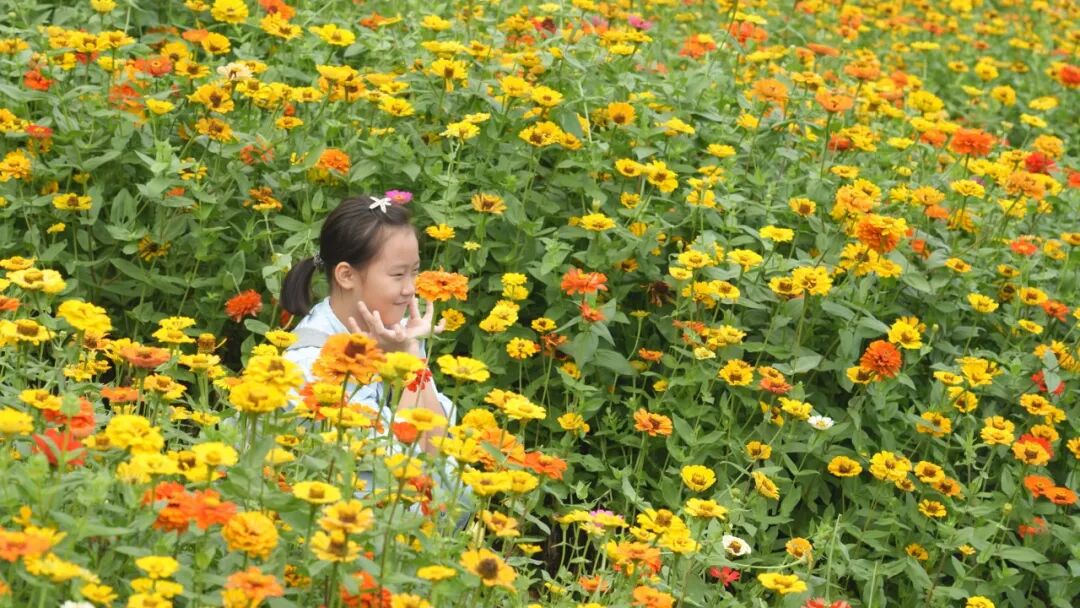 国庆七天 乐在五溪|花海映国庆 萌宠趣山林!嵩云山国庆文旅热度持续攀升