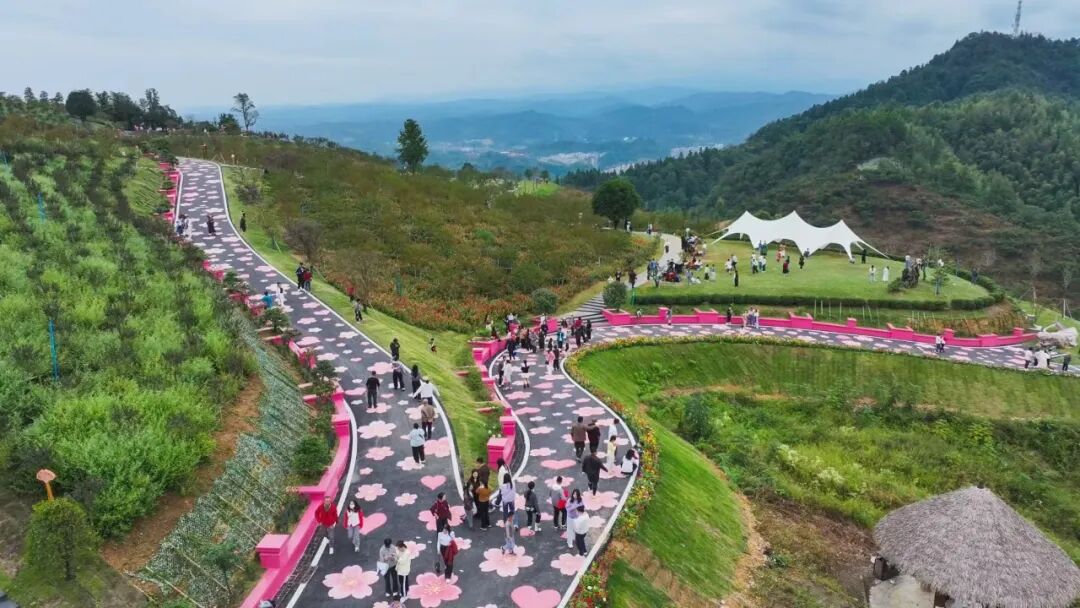 国庆七天 乐在五溪|花海映国庆 萌宠趣山林!嵩云山国庆文旅热度持续攀升