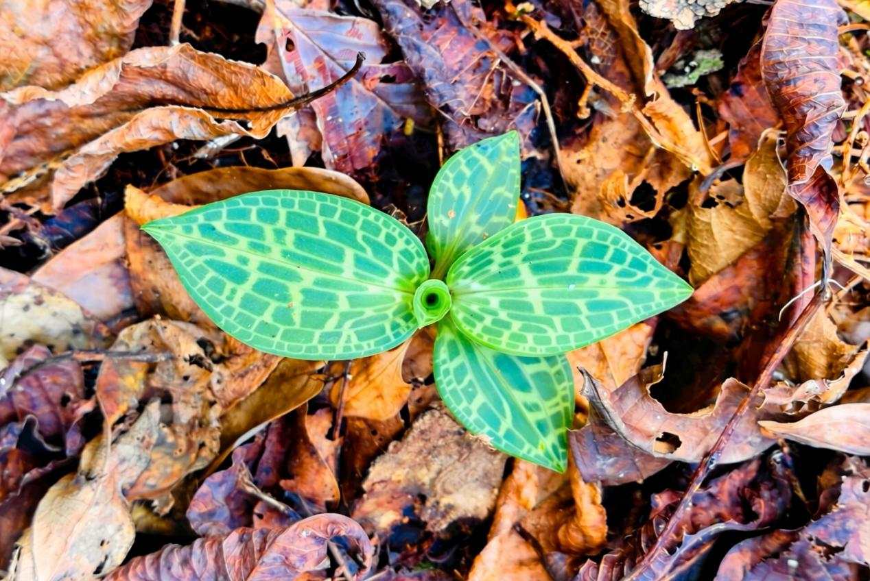 隆回新发现三种国家二级重点保护野生植物