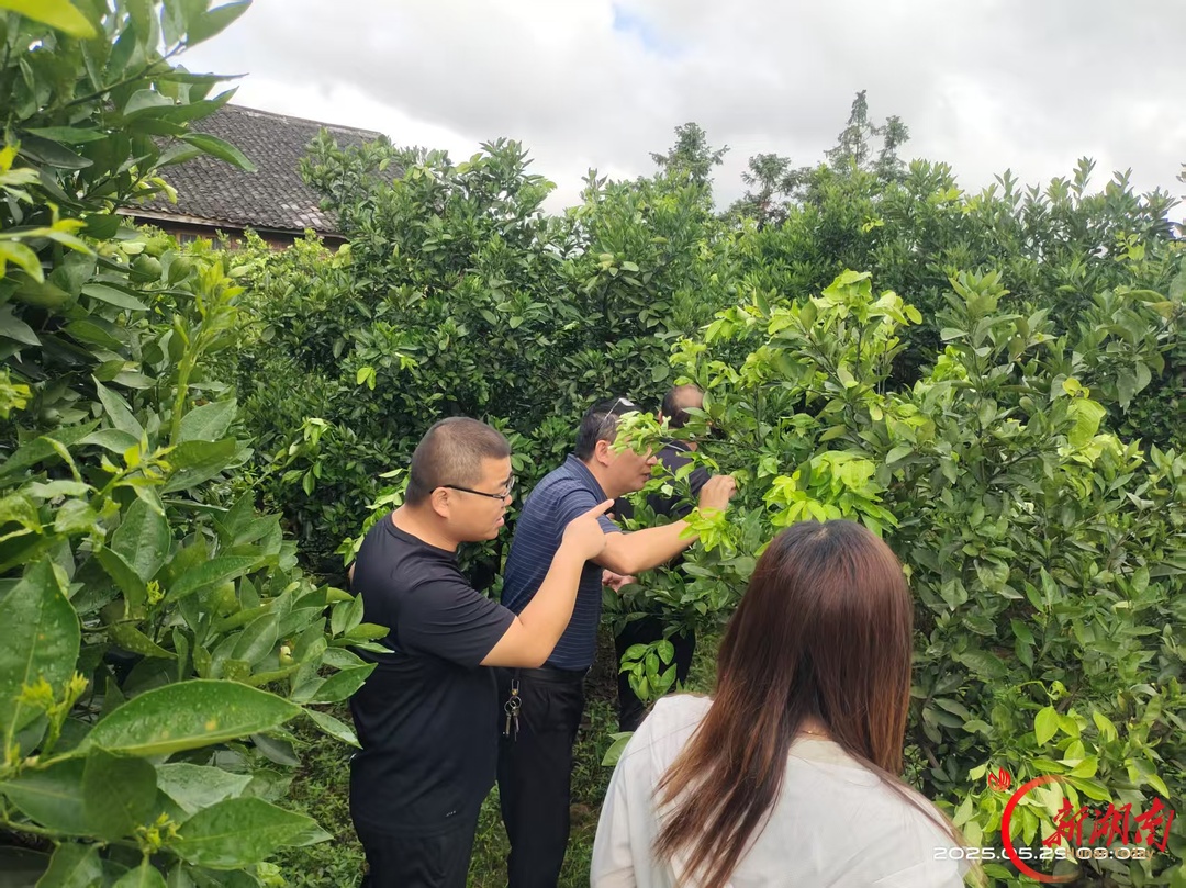 今年农作物虫害为何这么严重？专家支招科学应对