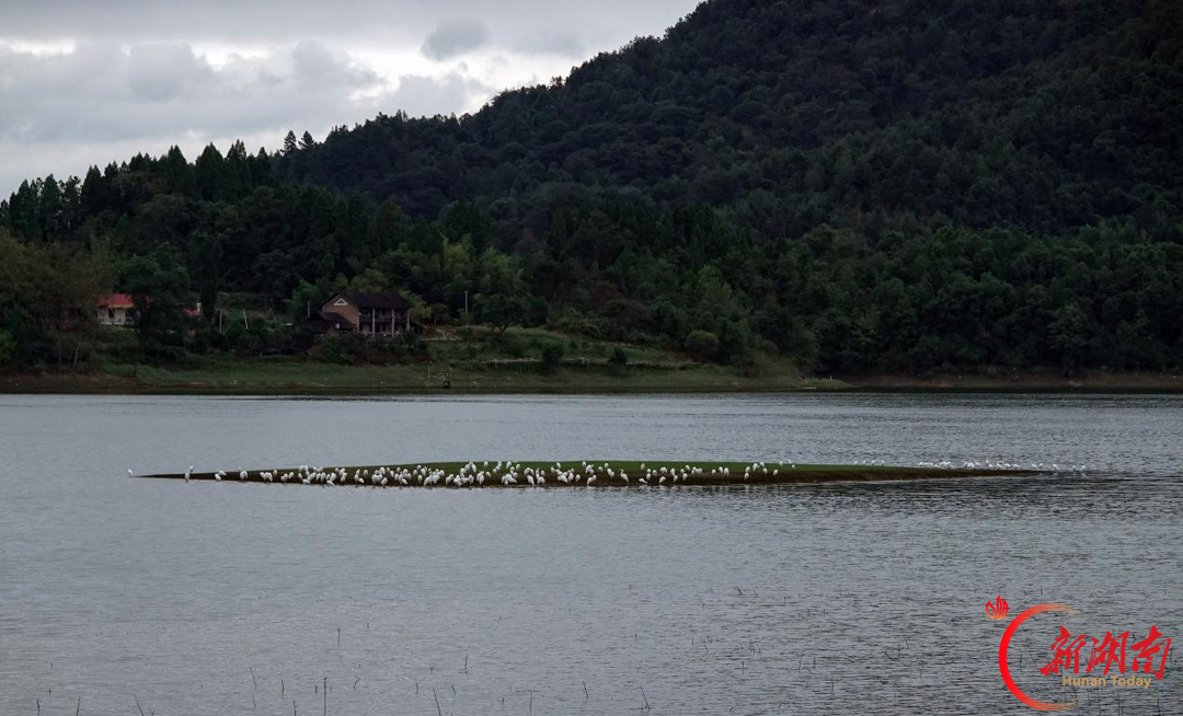 美丽娄底·组图|龙湾“鹭”军喜迎新客