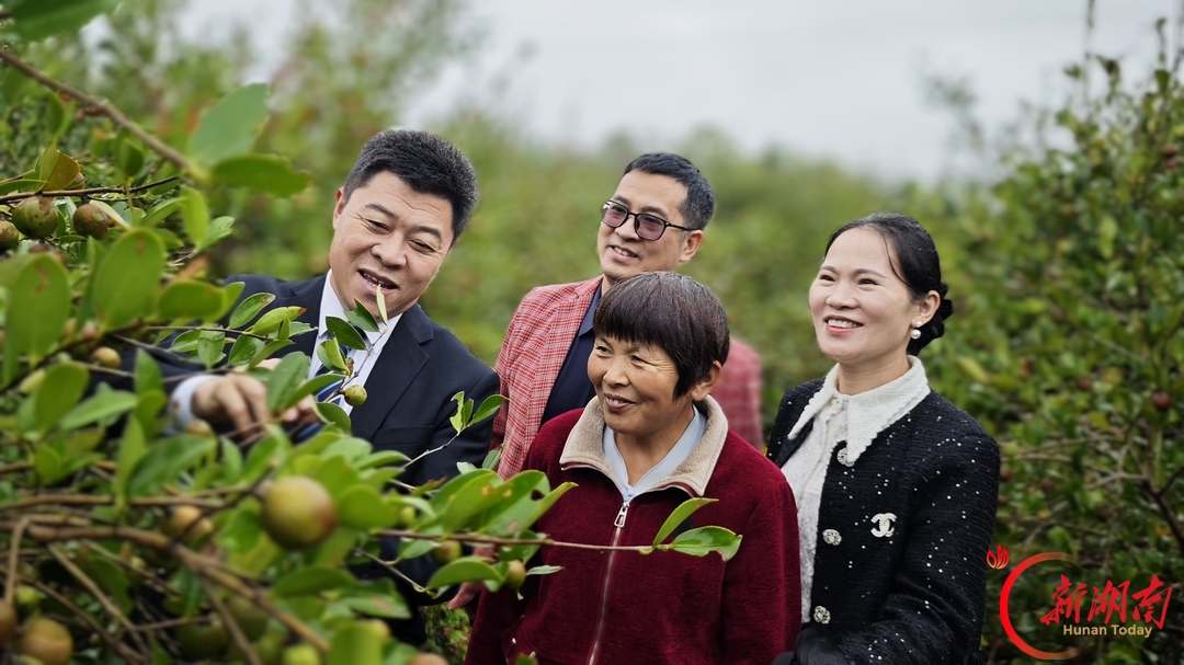 双峰:科技赋能 油茶兴乡