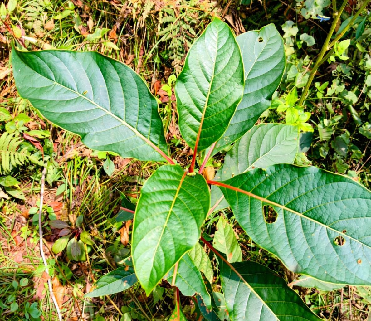 隆回新发现三种国家二级重点保护野生植物