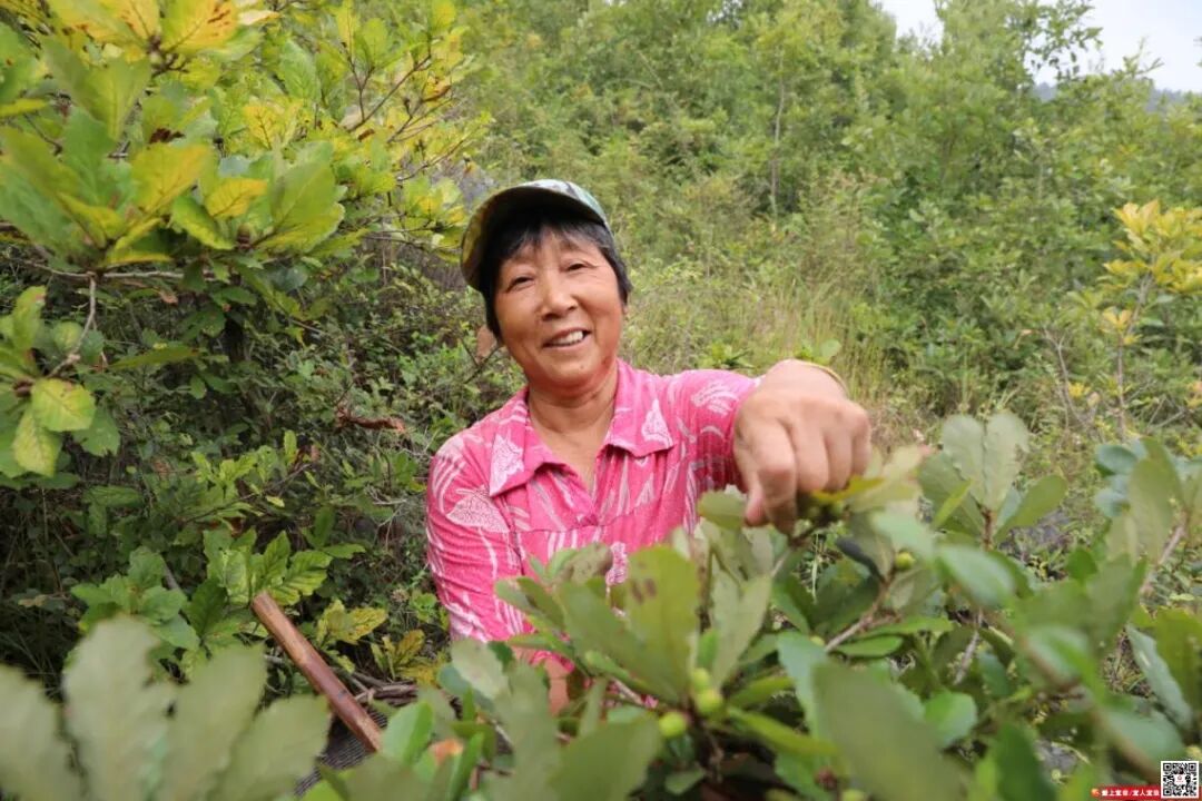 宜章杨梅山镇：深山野果变“金豆”！3000余亩橡子迎丰收
