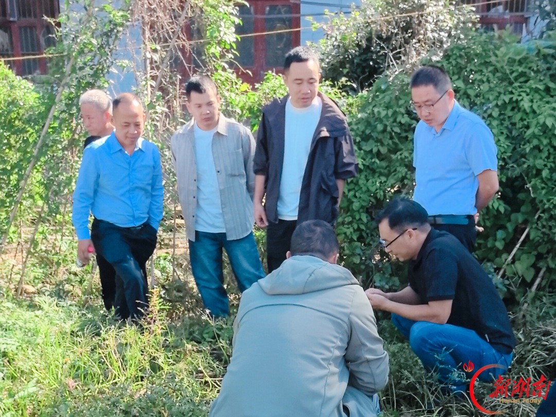 今年农作物虫害为何这么严重？专家支招科学应对