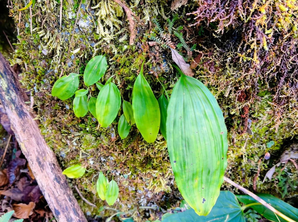 隆回新发现三种国家二级重点保护野生植物