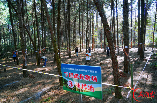 无器械考真功！湖南80名林场能手山林“大比武”