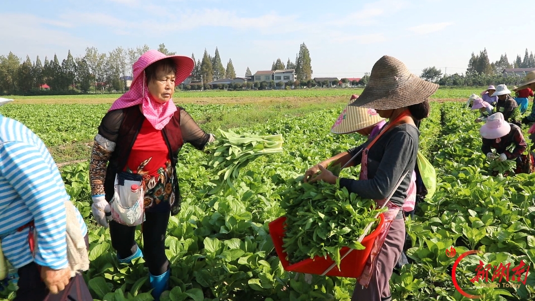 安乡菜薹抢先上市 日供大湾区20余吨