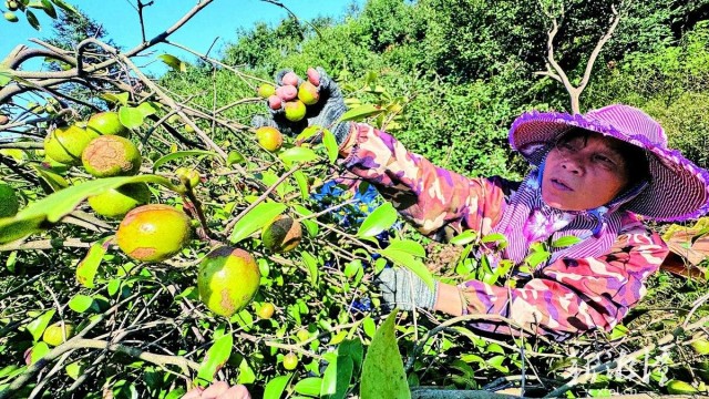 湘乡翻江镇500亩生态油茶林迎丰收