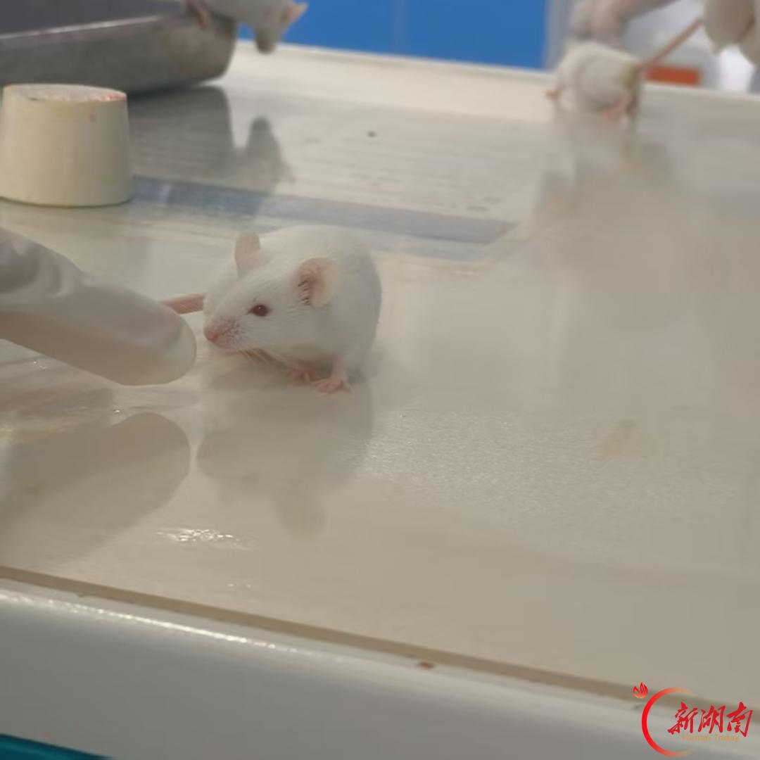 医学生·开学季｜我的学医“新起点”（161）扎根实验实训，慢慢靠近临床