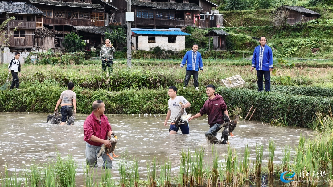 苗侗风情燃动假期 靖州国庆文旅市场活力迸发