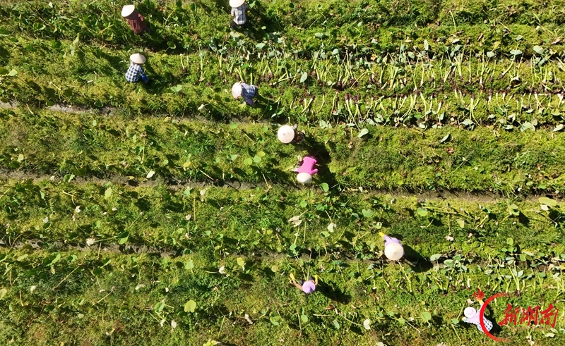 江永香芋直供大湾区