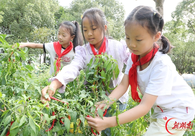 校园农场迎丰收