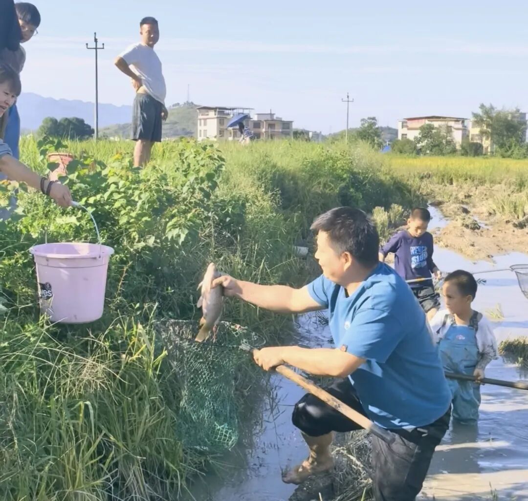 武冈:捉鱼品鲜赏茶园 乡村游让市民“沉浸式”过国庆