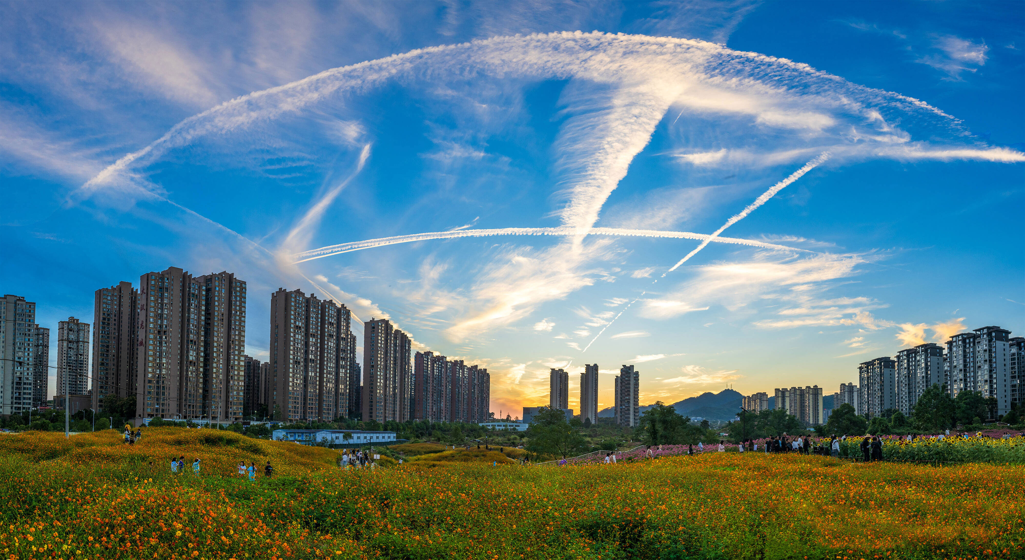 图片新闻｜城市花海入画来