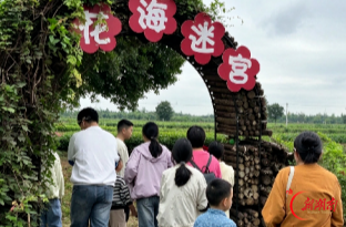 桃源县枫林花海：沉浸式丰收游园会引客来