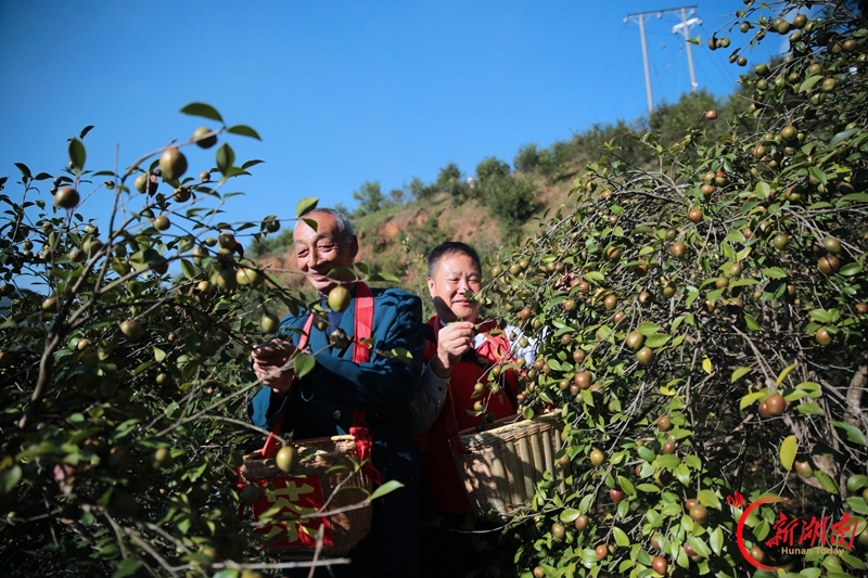 油茶丰收 硕果满枝