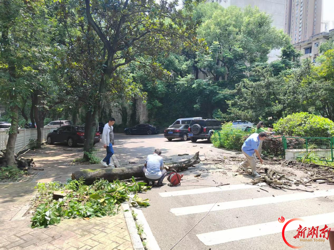 枝叶关情解民忧 危树清障护安居——三湘社区以“绣花功夫”筑牢生态安全双防线