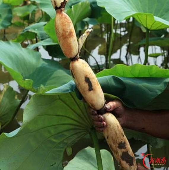 楚国良专栏 | 湘潭菜藕赋