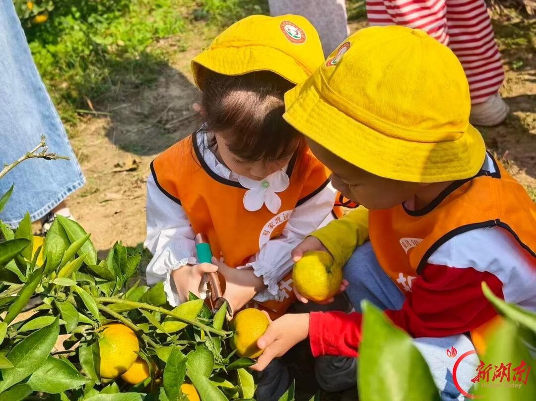 石门县易家渡镇中心幼儿园:橘园变课堂,萌娃采摘忙