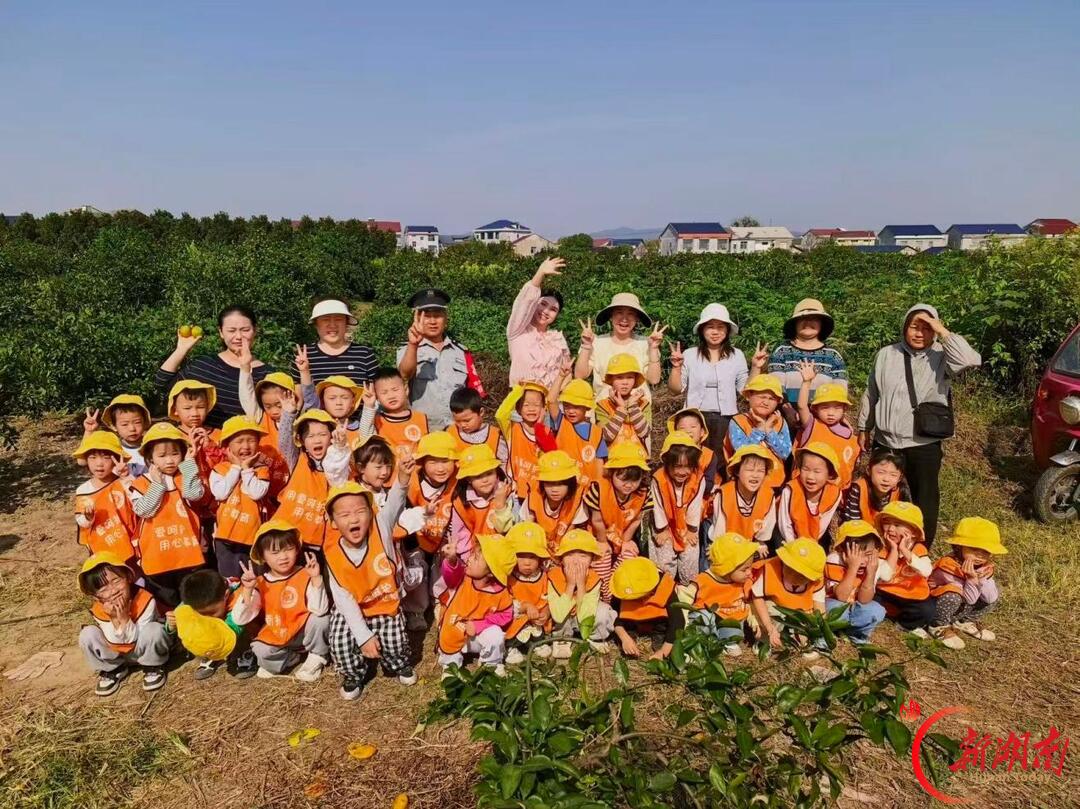 石门县易家渡镇中心幼儿园:橘园变课堂,萌娃采摘忙