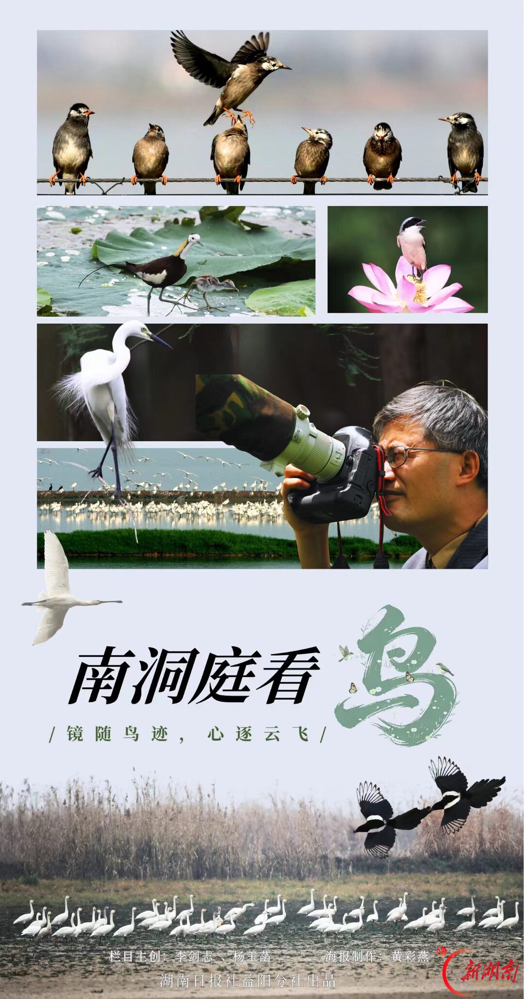 南洞庭看鸟 | 大杜鹃：鸟界的“甩手掌柜”，不营巢，不孵卵，不养娃
