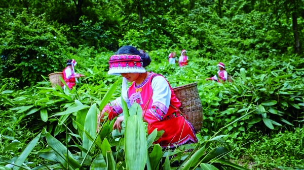 植绿山林间 掘金沃土下——张家界擘画林下经济三年发展新图景@湖南日报