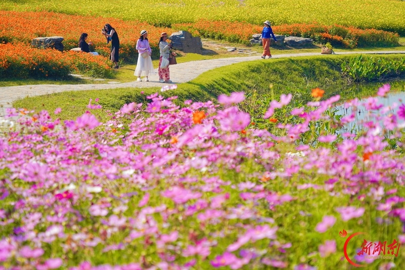 赴一场限定秋日花海浪漫