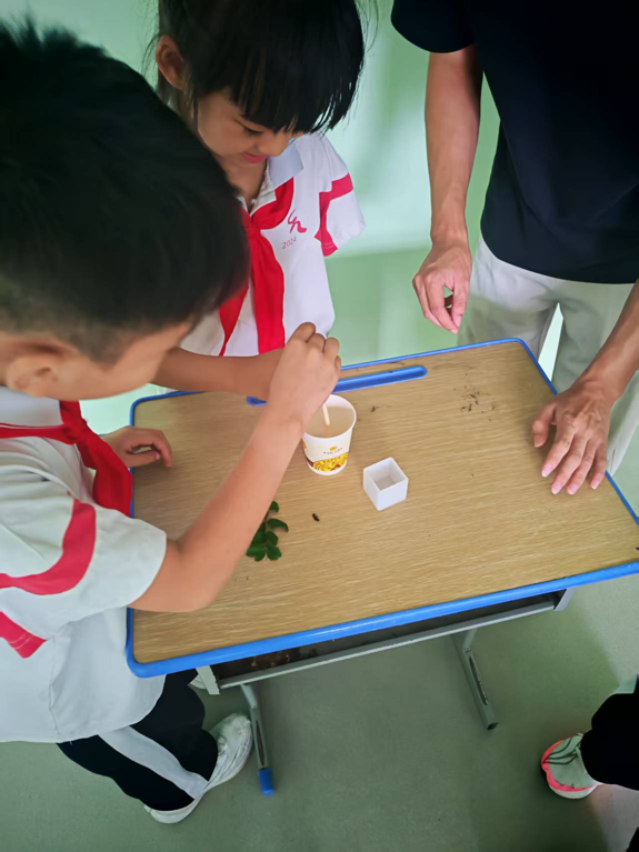 巧手封存自然之美 科创点亮少年童心——麻阳苗族自治县长河小学开展AB胶动植物标本制作科技实践活动