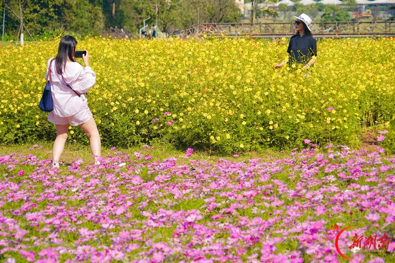 赴一场限定秋日花海浪漫